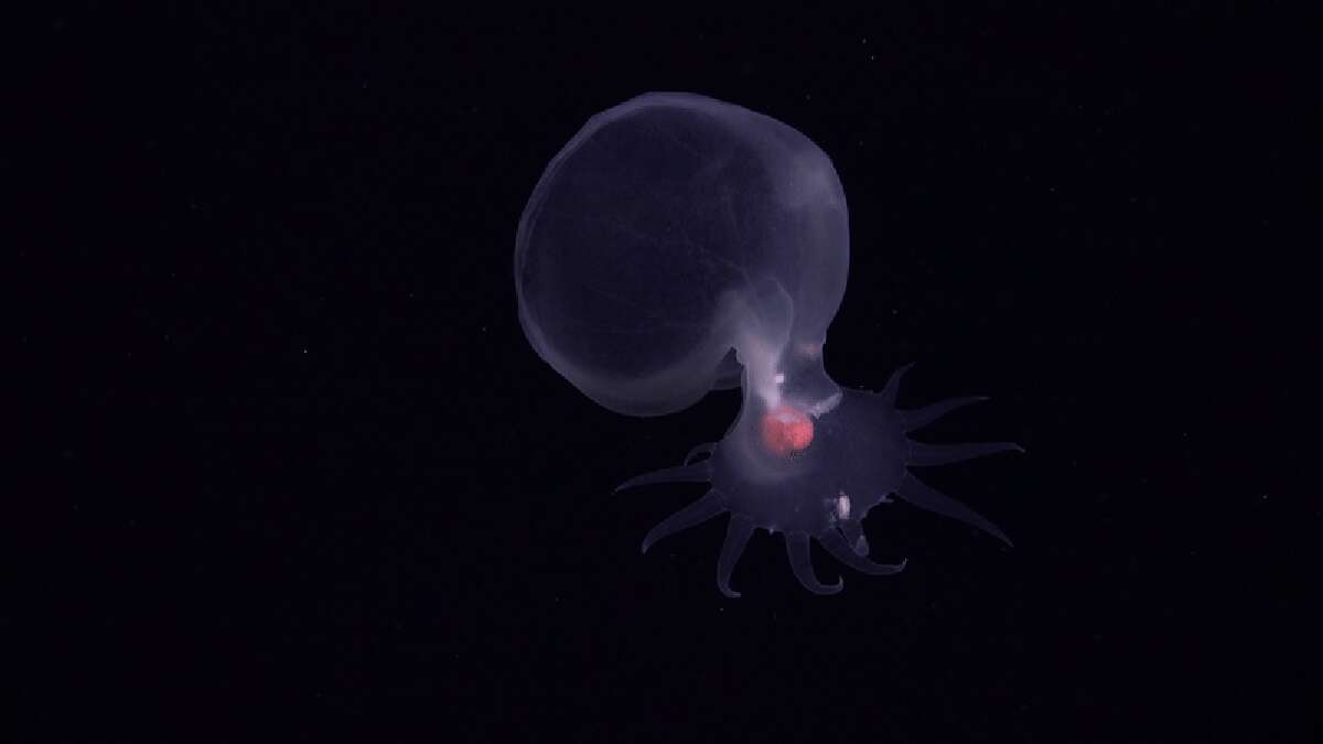 See Strange Deep-Sea Creatures, from ‘Sea Pigs’ to ‘Disco Worms’