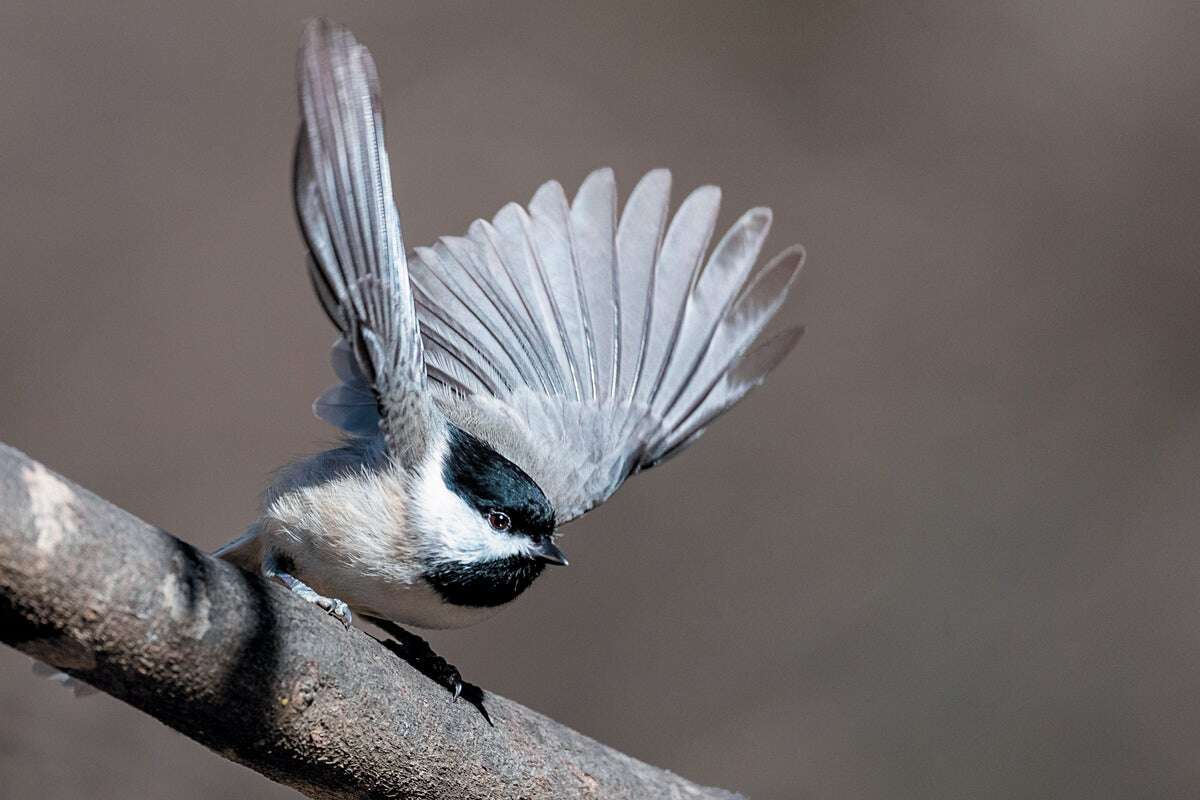 Hybrid Chickadees Reveal How Species Boundaries Can Shift and Blur