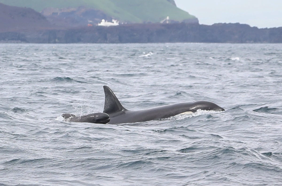 Iceland’s Orca Pods Mysteriously Include Baby Pilot Whales