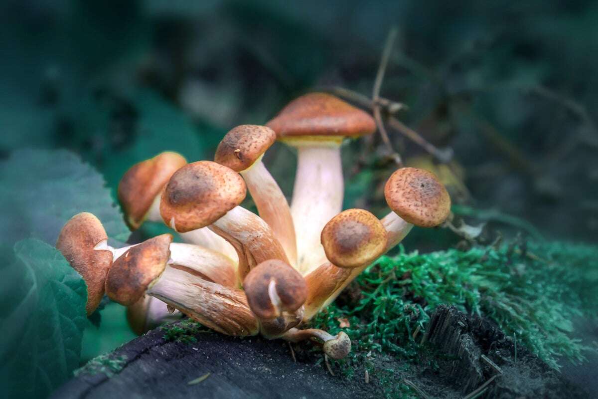 Should Next-Generation Psychedelics Skip the Trip