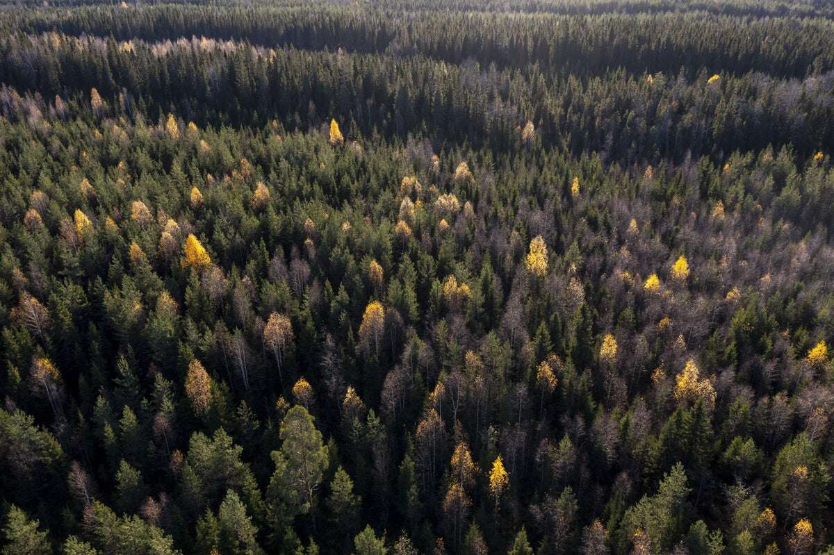 Scientists Warn against Treating Forests as Carbon Commodities