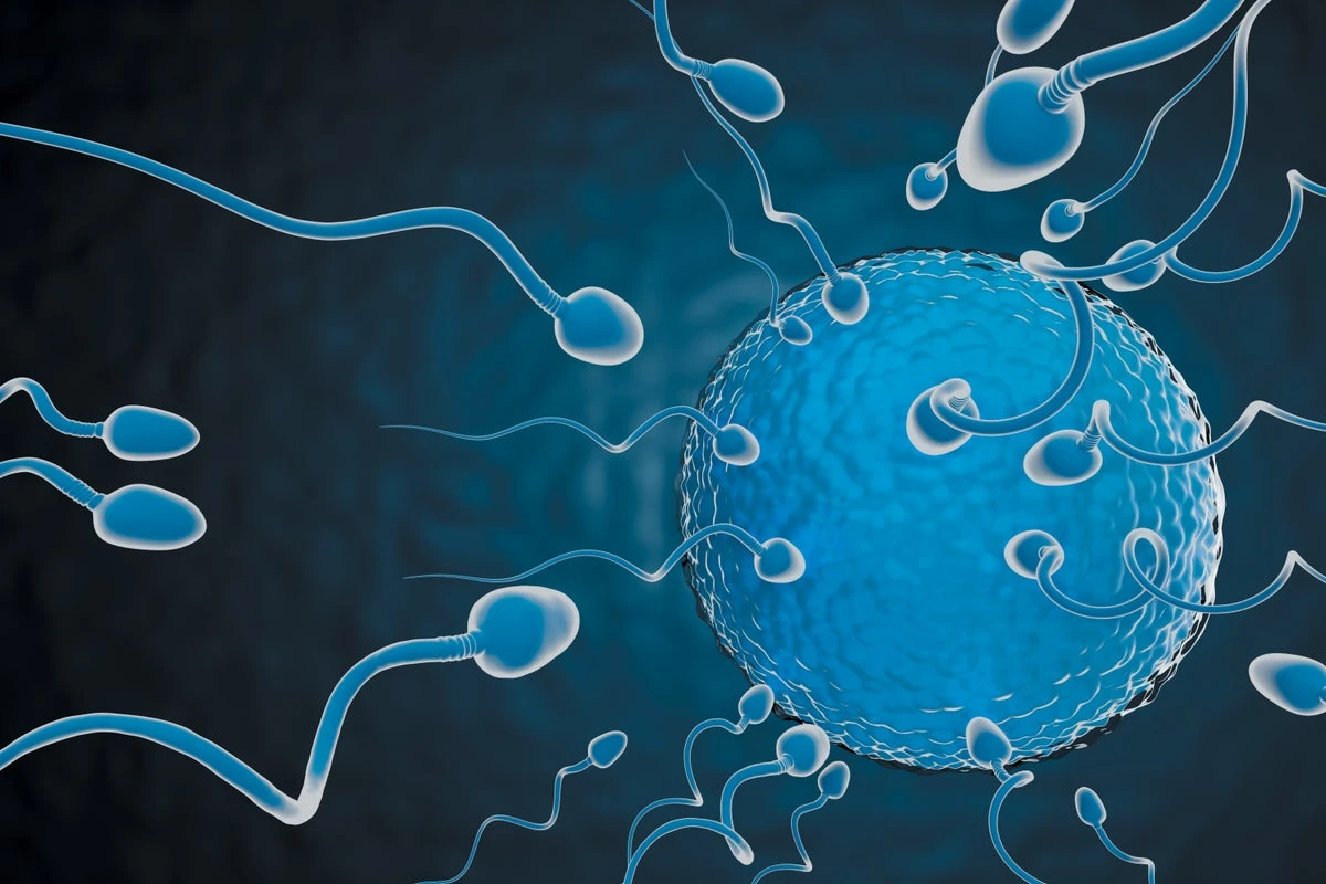 Wiggling Sperm Power a New Male Fertility Test
