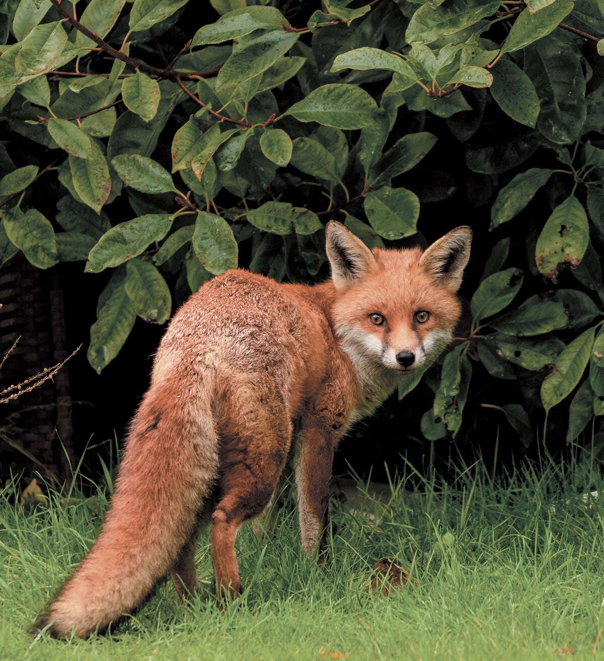 Book Review: Are The Wild Animals in Your Backyard a Nuisance or Neighbors?