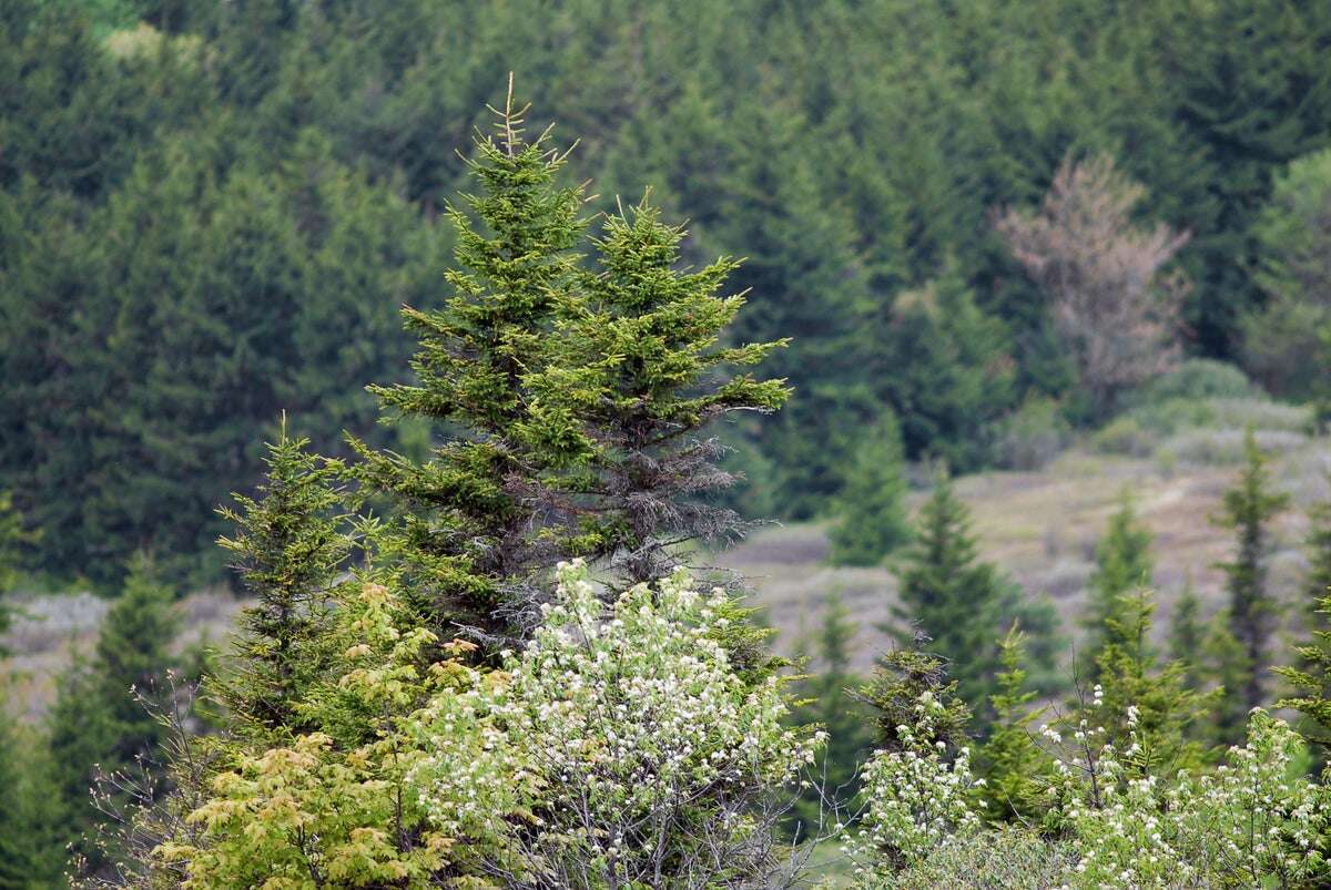 Successful Reforestation Is Keeping the Eastern U.S. Cooler