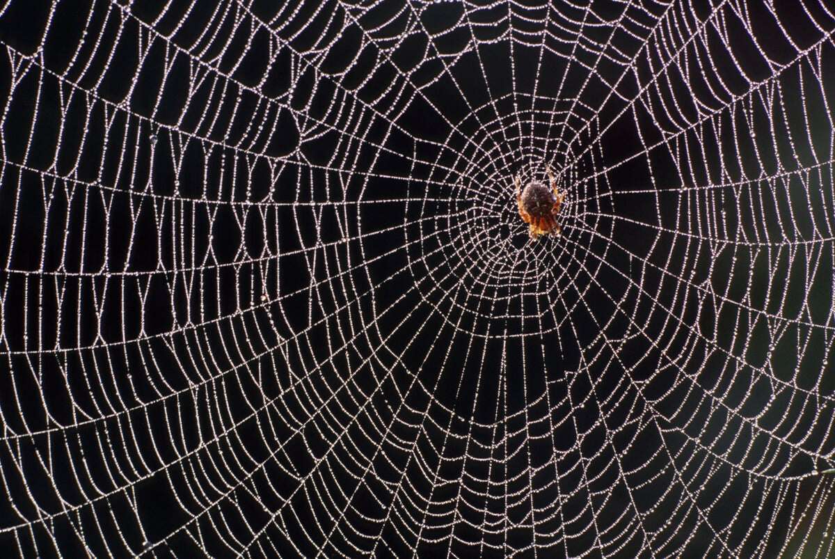 Spiderweb Thread Inspires Ultrasmall Microphones