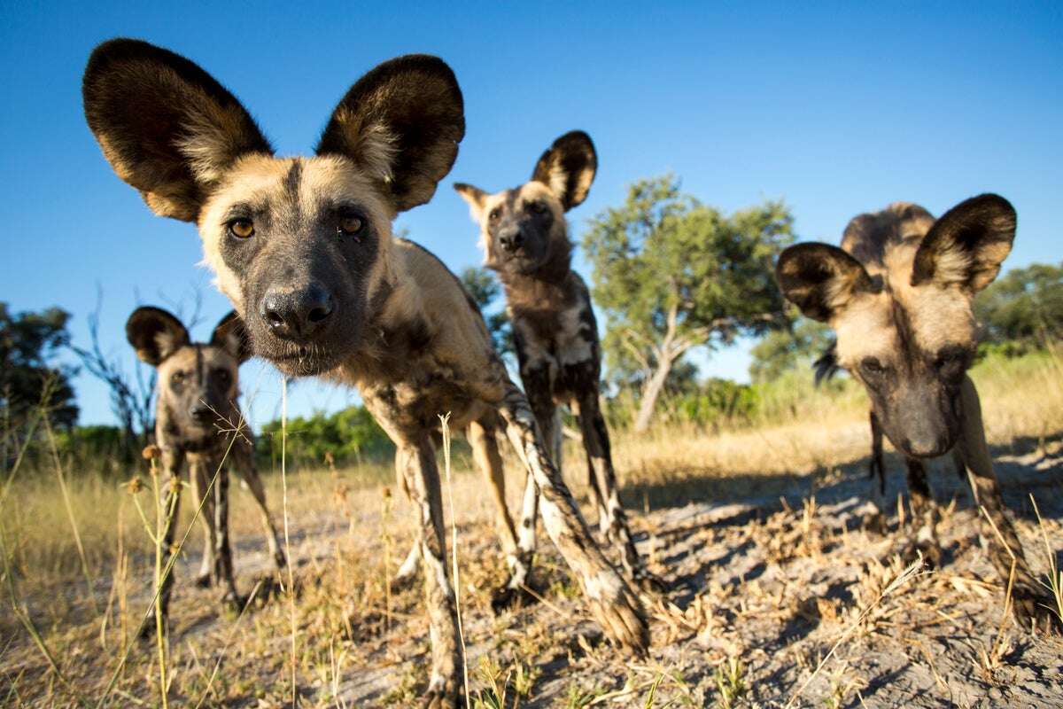 Puppy-Dog Eyes in Wild Canines Sparks Rethink on Dog Evolution