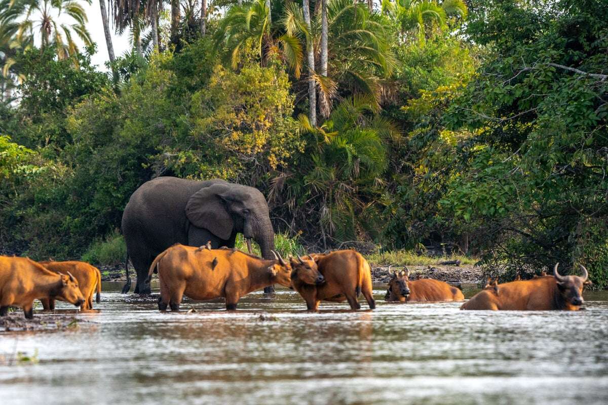 Revealed: Elephants and Gorillas Hang Out in Hidden Playgrounds