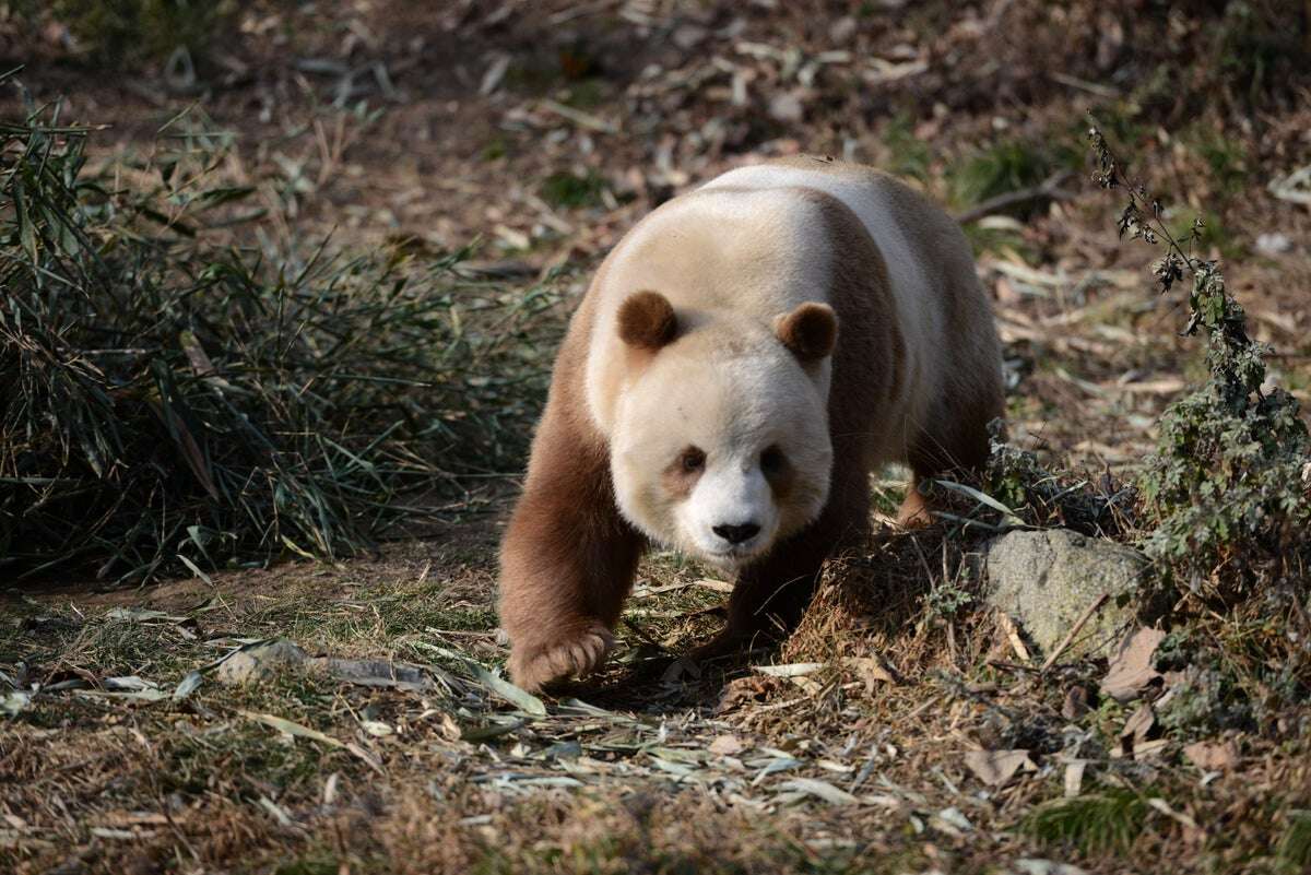 Rare Brown Panda Mystery Solved after 40 Years