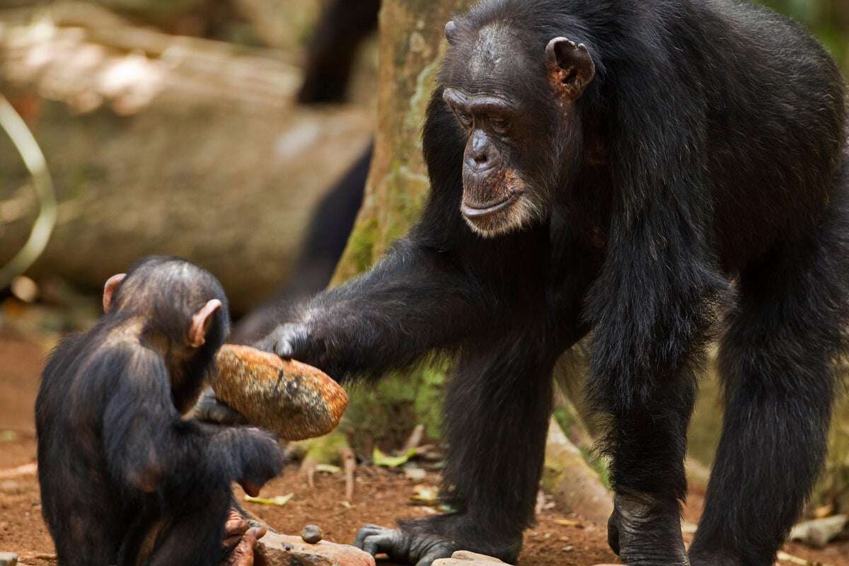 Chimps Share Knowledge Like Humans Do, Spurring Innovation