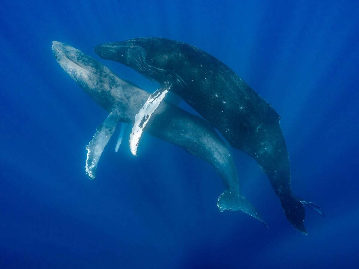 Humpback Whale Sex Observed for the First Time Ever, between Two Males