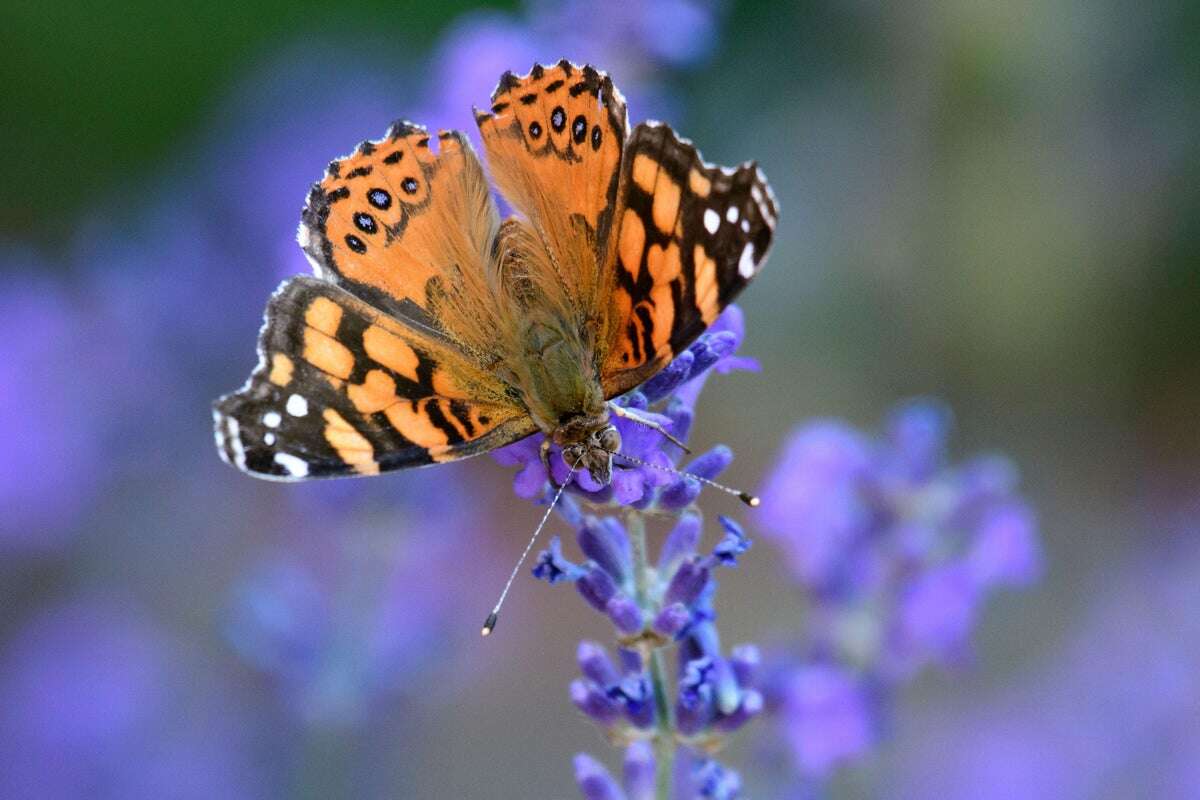 How to Help Butterflies That Are Disappearing