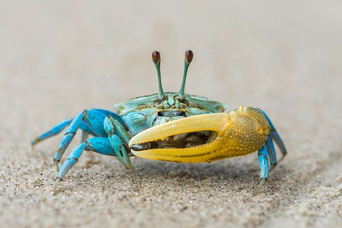 Crab Memes Amplify Mistaken Ideas about Evolution