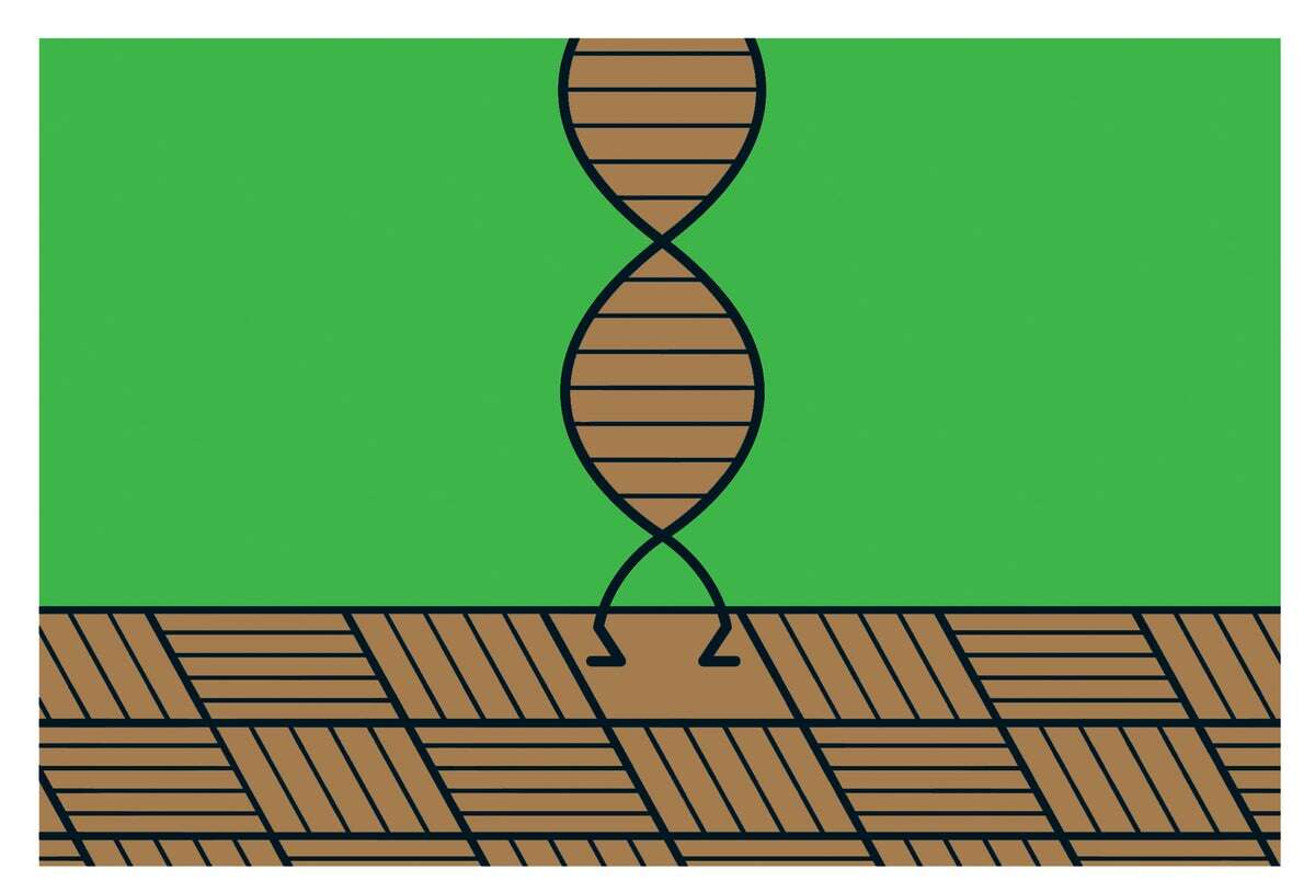 A ‘Computer’ Built from DNA Can Find Patterns in Photographs