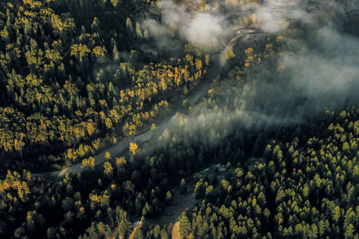 Can Forests Protect Themselves?