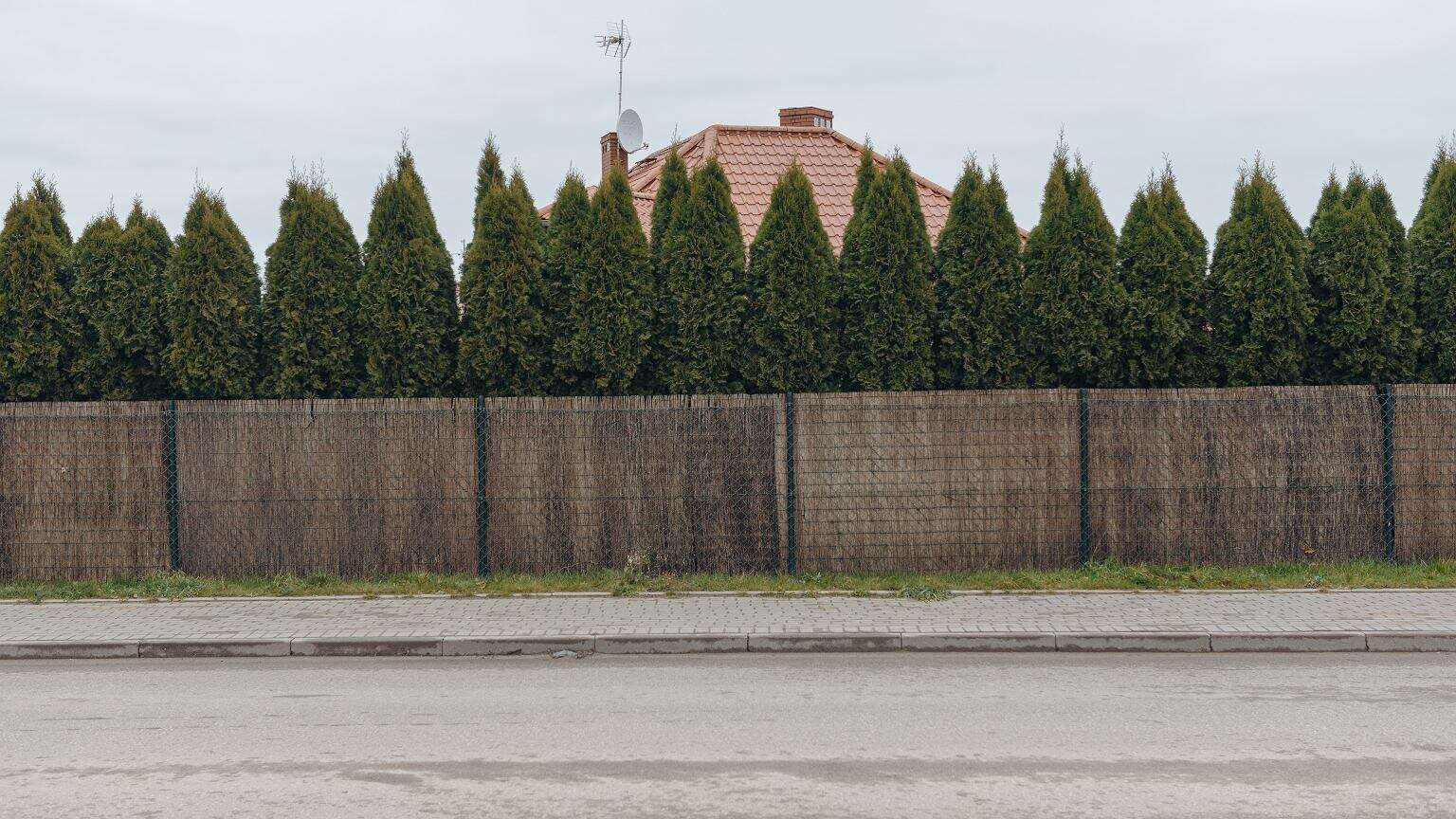 Trzy cięcia tui w sezonie, ale kluczowe jest pierwsze. Kiedy je zrobić? Szybko się odwdzięczą