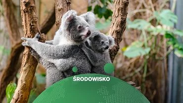 Koale mog zosta uznane za zagroone wymarciem. Mog wygin w cigu 30 lat