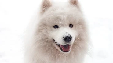 Samojed - pies z 
