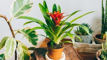 Bromelia - jak pielgnowa t rolin, by dobrze rosa?