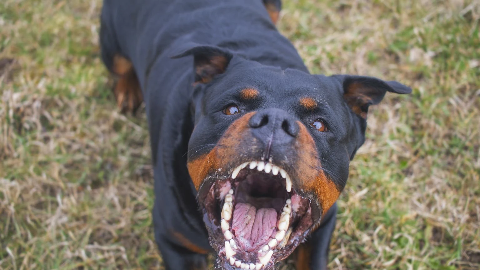 Nie pitbulle ani rottweilery. Trenerka wskazuje najbardziej agresywne psy