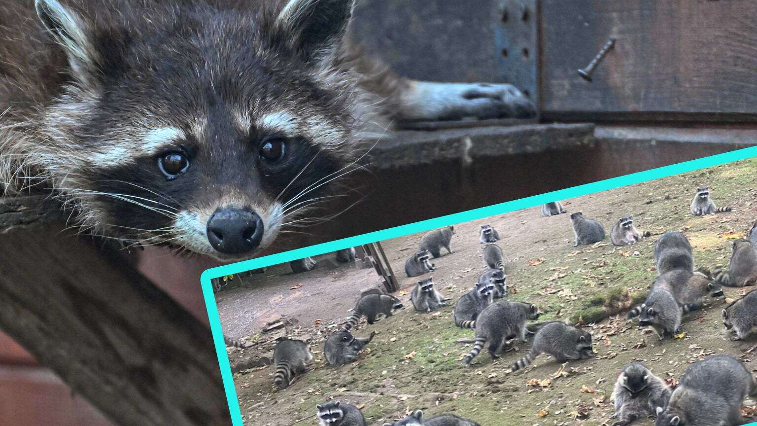 Jej dom zaatakowało ponad 100 głodnych szopów. 