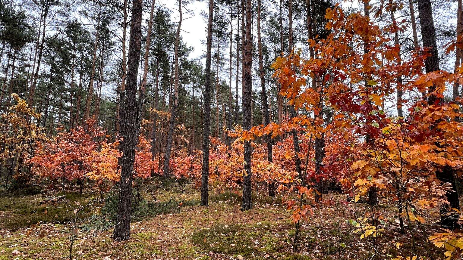 Leśnicy alarmują. Grzybiarzu, patrz pod nogi. Zagrożenie może kryć się w liściach