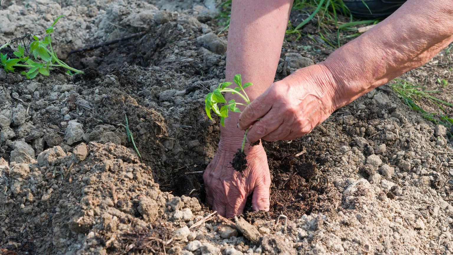 Wszyscy na urlopach, a sprytni ogrodnicy sieją te rośliny. Dają bogate plony jesienią [LISTA]