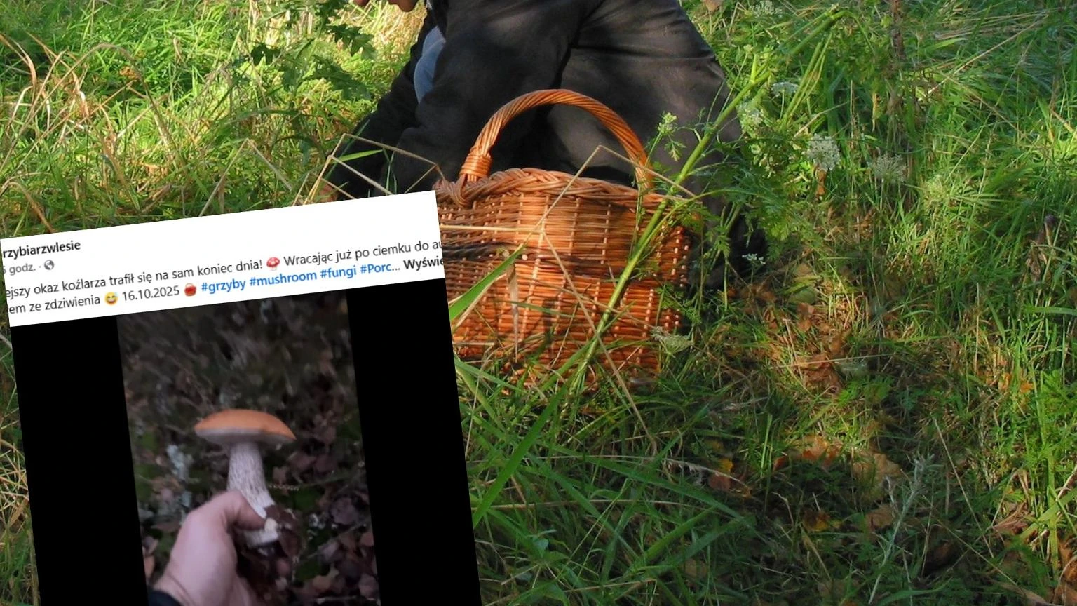 Grzybiarz pokazaĹ, jaki okaz trafiĹ mu siÄ na koniec dnia