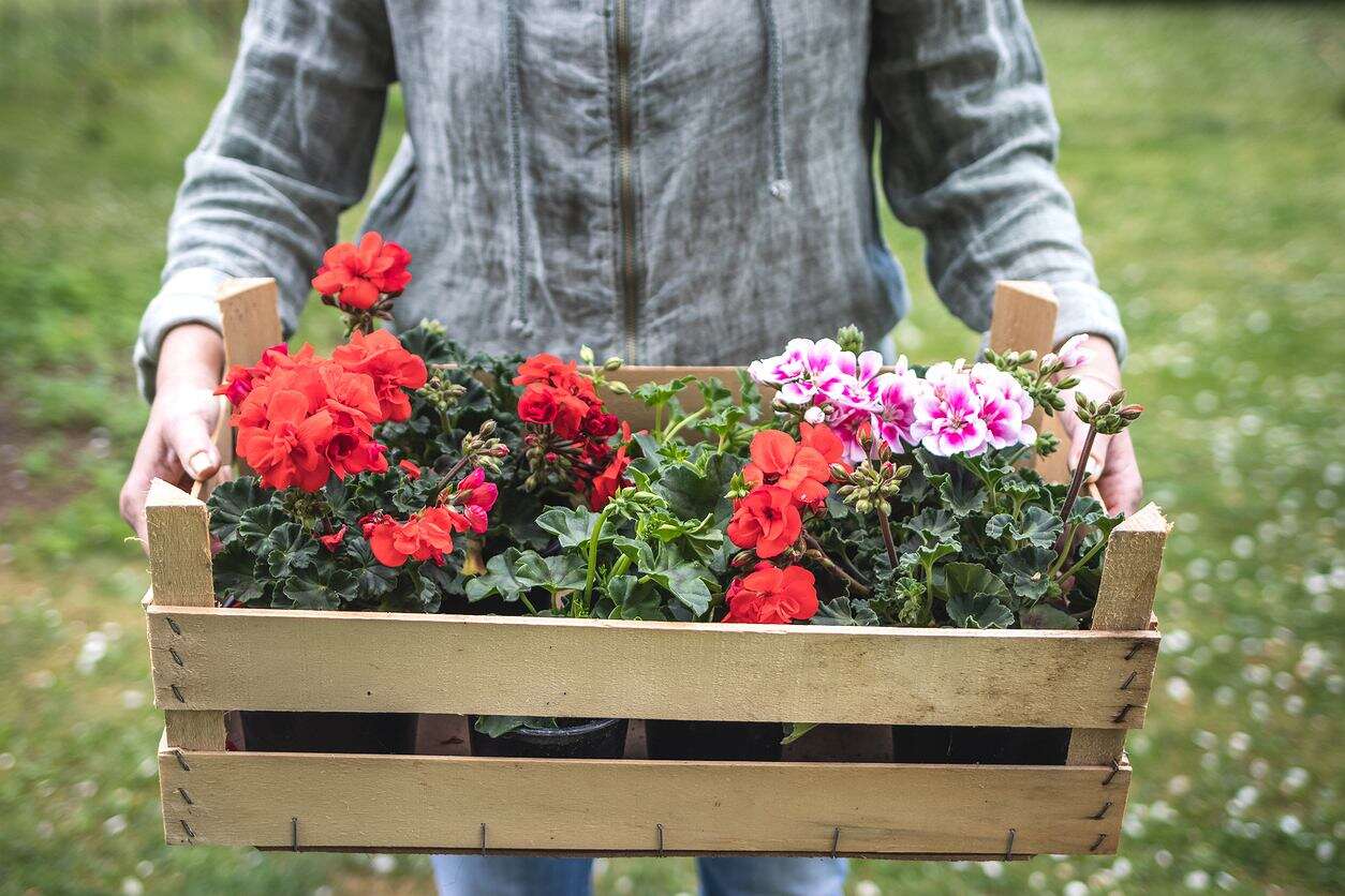 Tak wybieram pelargonie do zimowania. Na wiosnę są jak nówka sztuka prosto ze sklepu