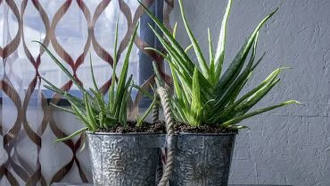 Aloes - przesadzanie, rozmnaanie, waciwoci. Co to za rolina?