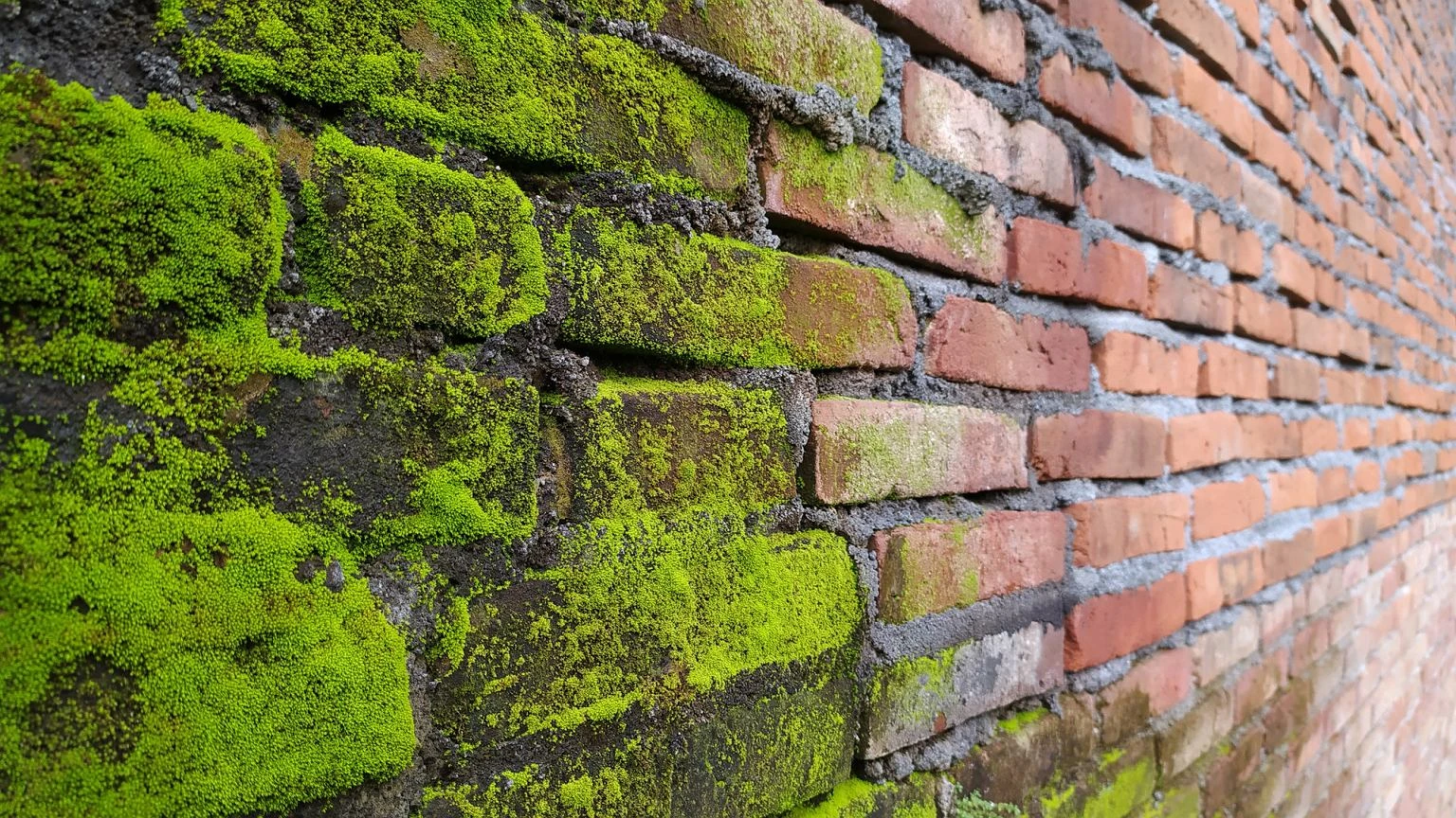 Spryskaj ścianę i zaczekaj, aż wyschnie. Domowa mikstura wyżre mech z elewacji na dobre