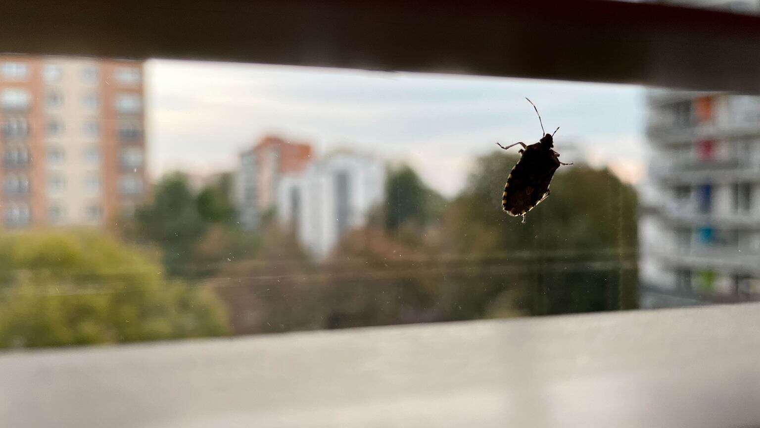 Jesienią próbują zagrzać miejsce w naszych domach. Widzisz je przy oknie? Lepiej je zamknij