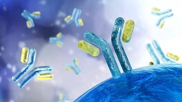 Immunoglobulina - czym jest i jakie peni funkcje w organizmie czowieka?