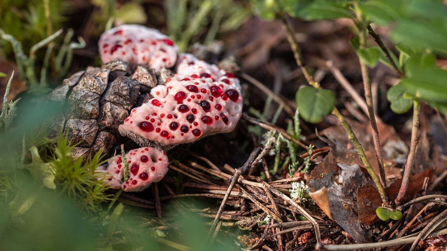 Grzyb, który wygląda jak pudding. Lepiej zostaw go w spokoju. Są dwa powody, by go nie zbierać