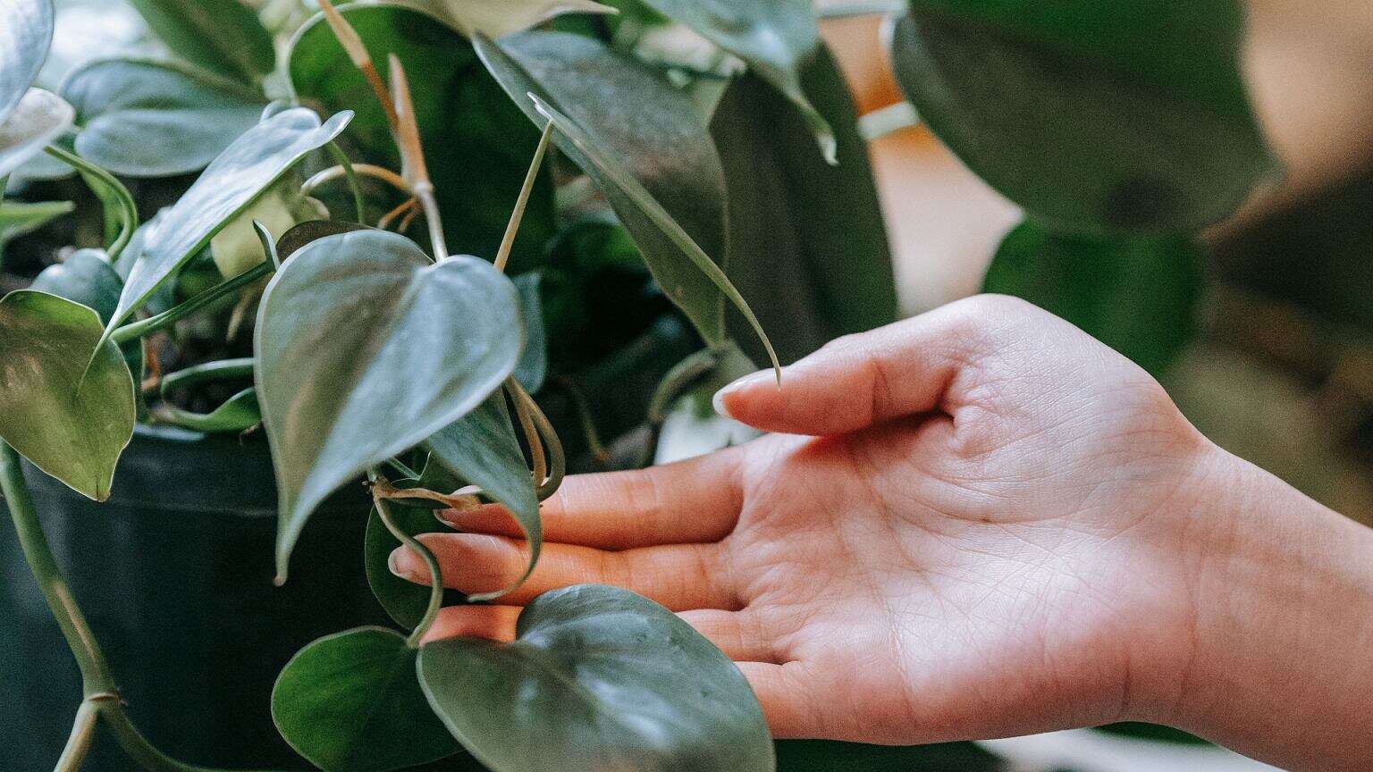 Dwoisz się i troisz, a filodendron i tak żółknie? Są 4 powody. Działaj od razu