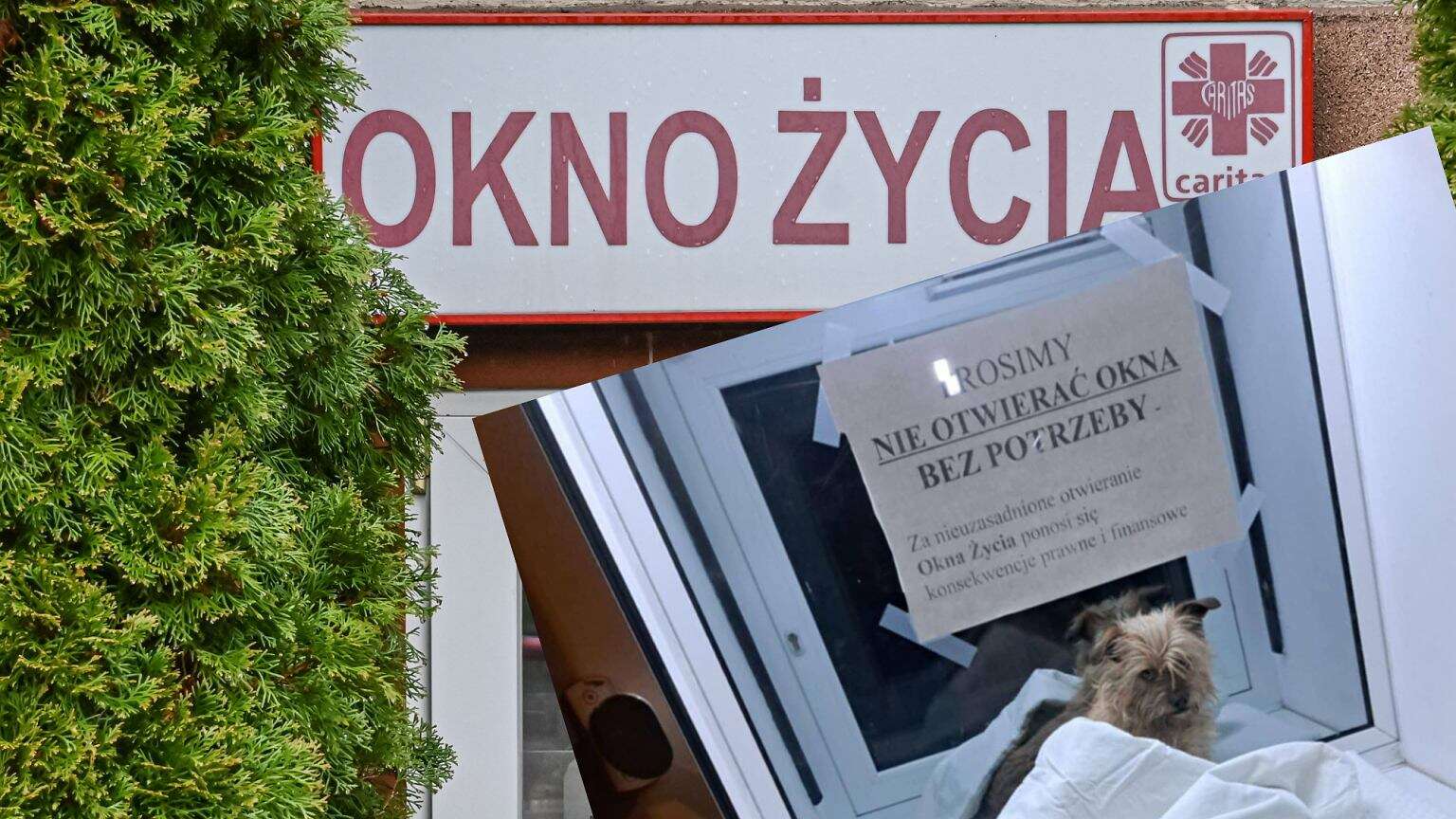 Podrzucili psa do okna życia. Internauci oburzeni: 