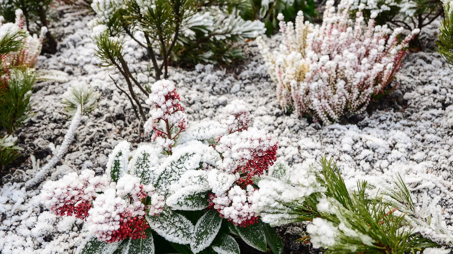 ZimÄ nie gasnÄ. RoĹlinni mocarze, ktĂłrzy przetrwajÄ nawet przy trzaskajÄcym mrozie