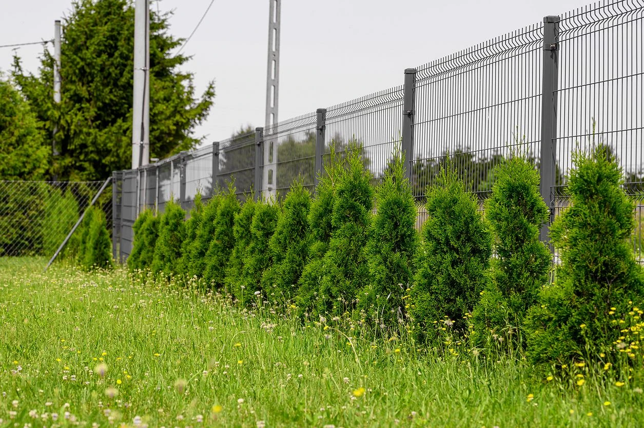 ZĹota zasada wysokoĹci ĹźywopĹotu. Przekroczysz jÄ? Czeka ciÄ spotkanie w sÄdzie z sÄsiadem