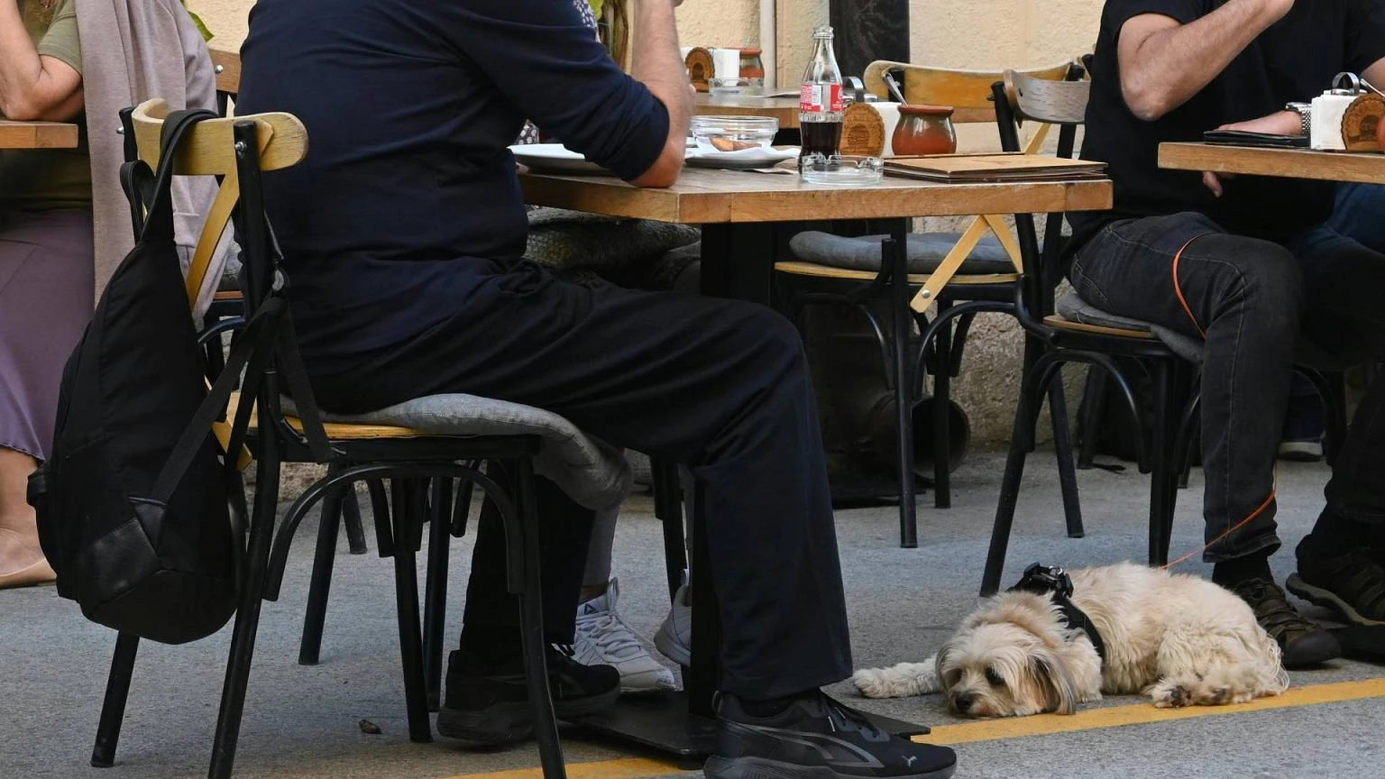 Psy w restauracjach dzielÄ klientĂłw. Jedni siÄ cieszÄ, inni chcÄ zakazu. 