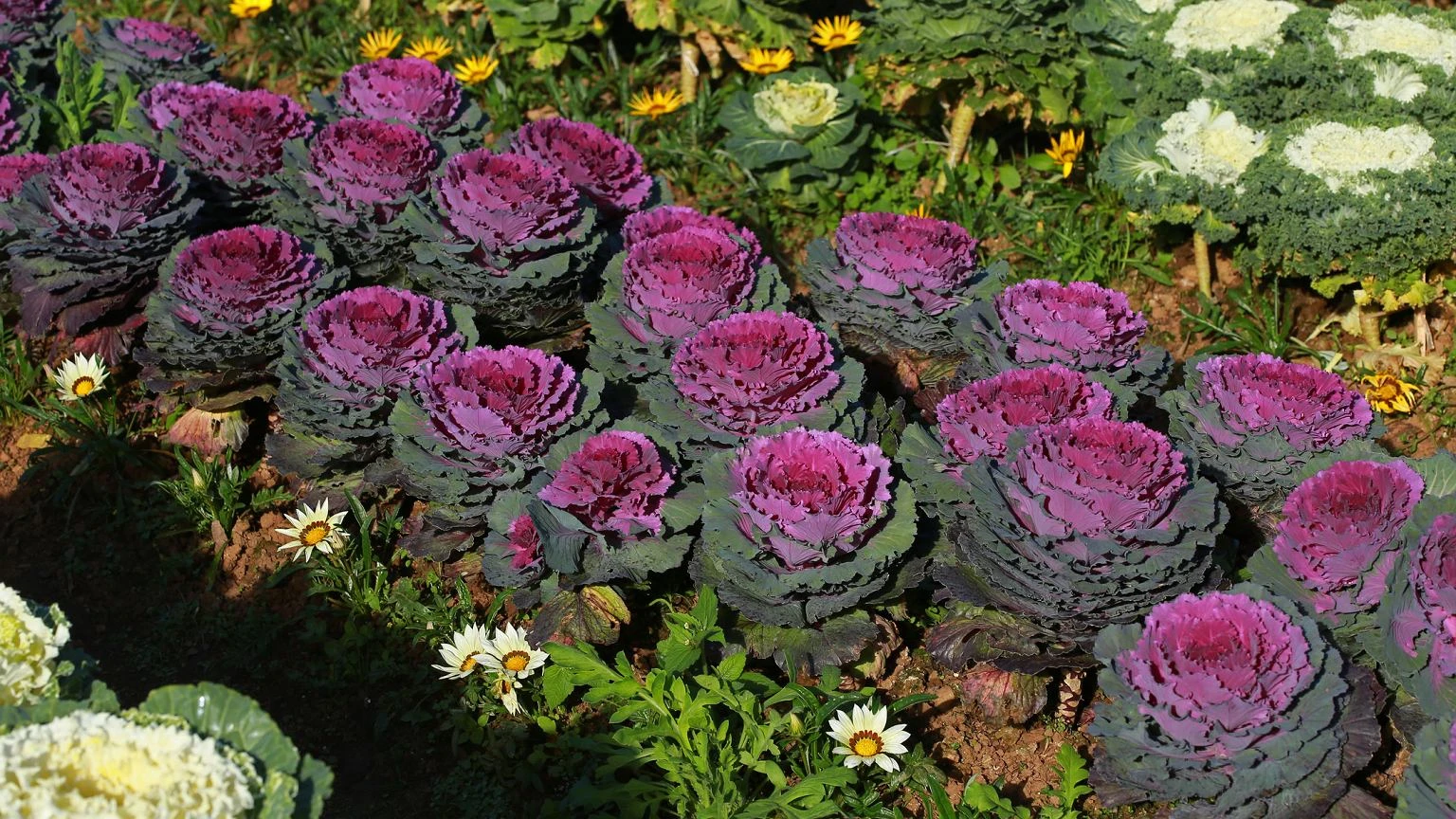 NajpiÄkniejsze zastÄpstwo dla hortensji. Przymrozki jej niestraszne. Zaskoczy sÄsiadki