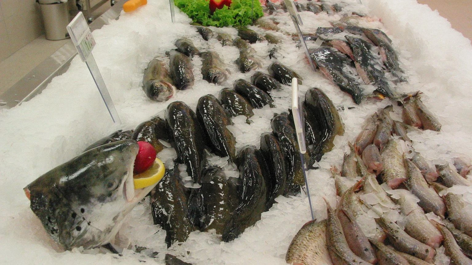 W WigiliÄ nie stawiaj tych ryb na stole. SÄ jak trucizna. 