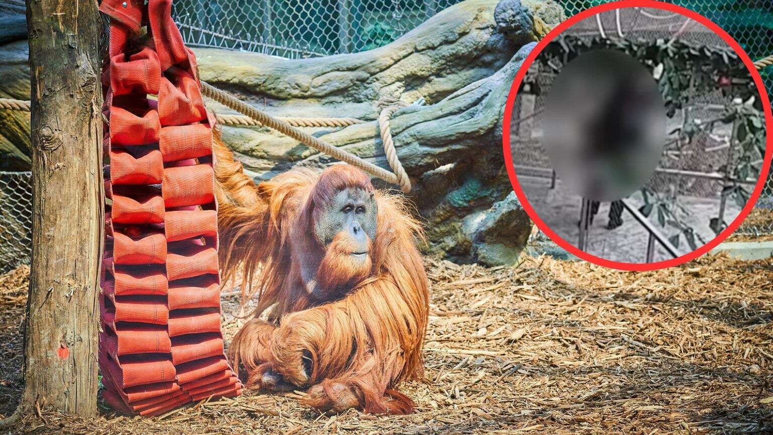 Podrzucała orangutanom naleśniki. Pracownicy łódzkiego zoo: 