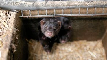 Dania. 2,5 miliona norek zakaonych koronawirusem. Rozpoczto ich umiercanie