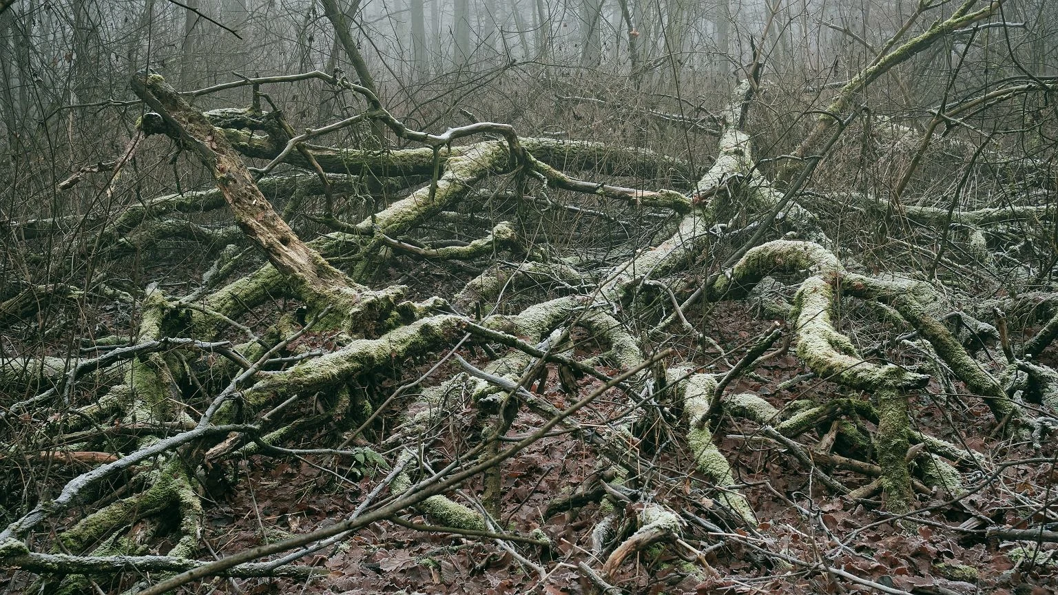 Polski ewenement. 5000 lat temu spadł tu deszcz meteorytów. Dziś mało kto tam zagląda
