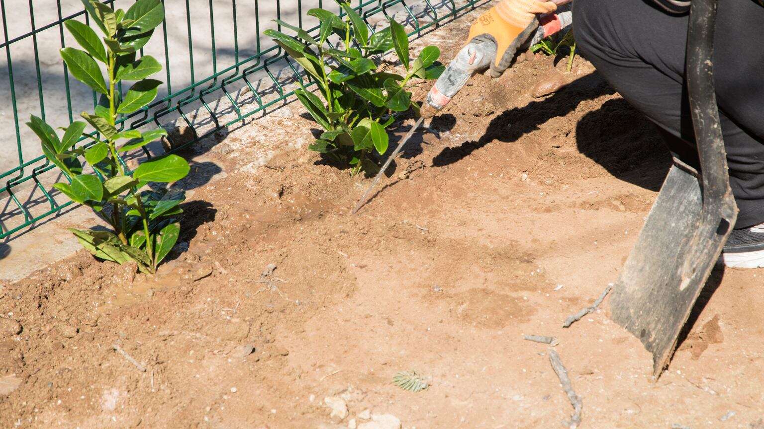 Ani tuja, ani bukszpan. Na żywopłot wybierz tę roślinę. Sąsiedzi nie będą mogli uwierzyć