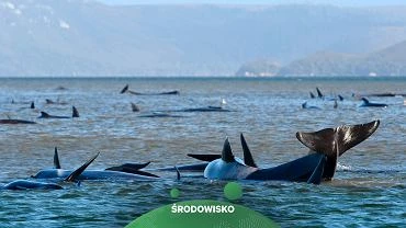 Australia. 270 waleni utkno na mielinie. Suby rozpoczy akcj ratunkow
