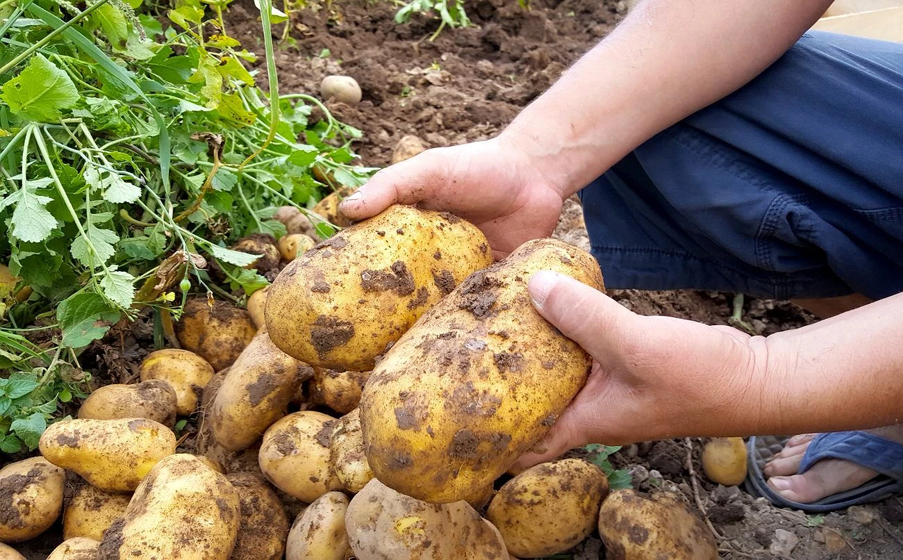 Są gorsze niż stonka. Potnij, wymieszaj z wodą i podlej ziemniaki. Zapędzisz drutowce w kozi róg