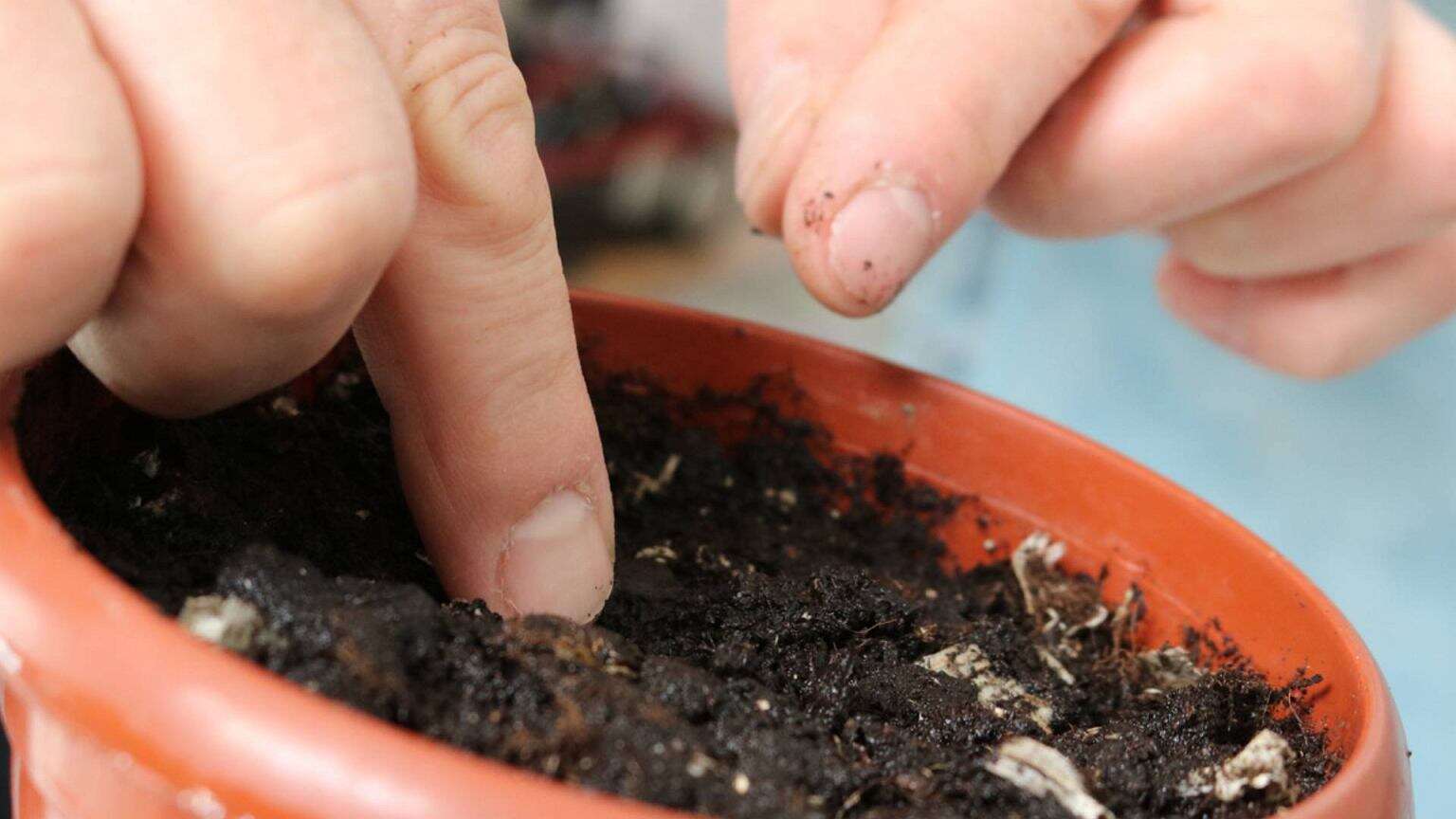 Kiedy wysiewać pomidory? Ten czas jest najlepszy. Nie przegap terminu, bo z obfitych zbiorów nici