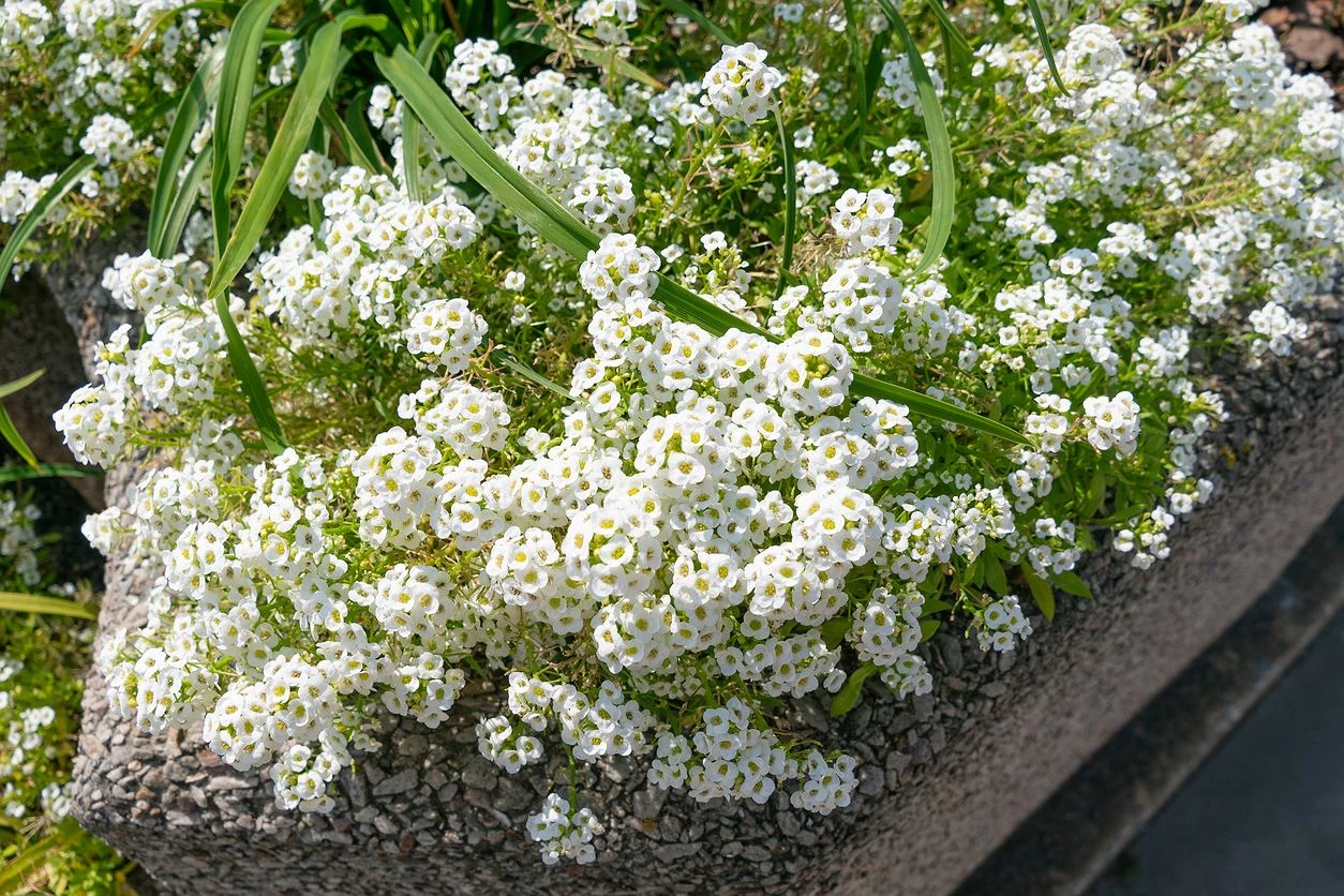 W tym roku rządzi na balkonach zamiast pelargonii. Pachnie jak miód i nie trzeba jej nawozić