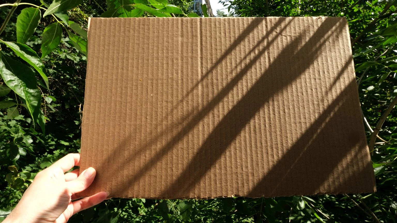 Śliwki robaczywki będą niesmacznym wspomnieniem. Trik z tekturą i masz spokój do jesieni
