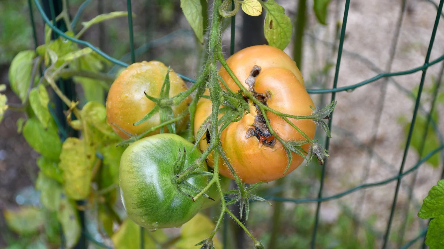 Zanim przyjdą upały, zrób to z pomidorami. 7 zasad uratuje zbiory przed suchą zgnilizną